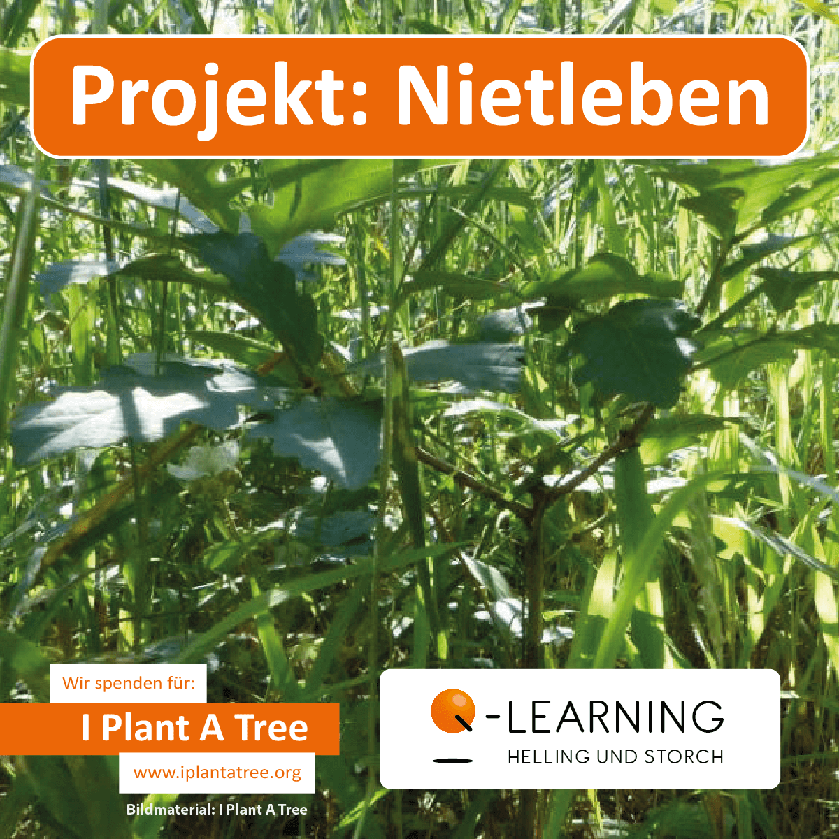 Q-LEARNING | I Plant A Tree Projekt Nietleben 2013